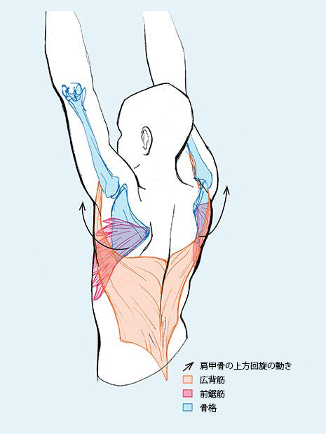 矢印：肩甲骨の上方回旋の動き、オレンジ色の部分：広背筋、赤い部分：前鋸筋、青い部分；骨格