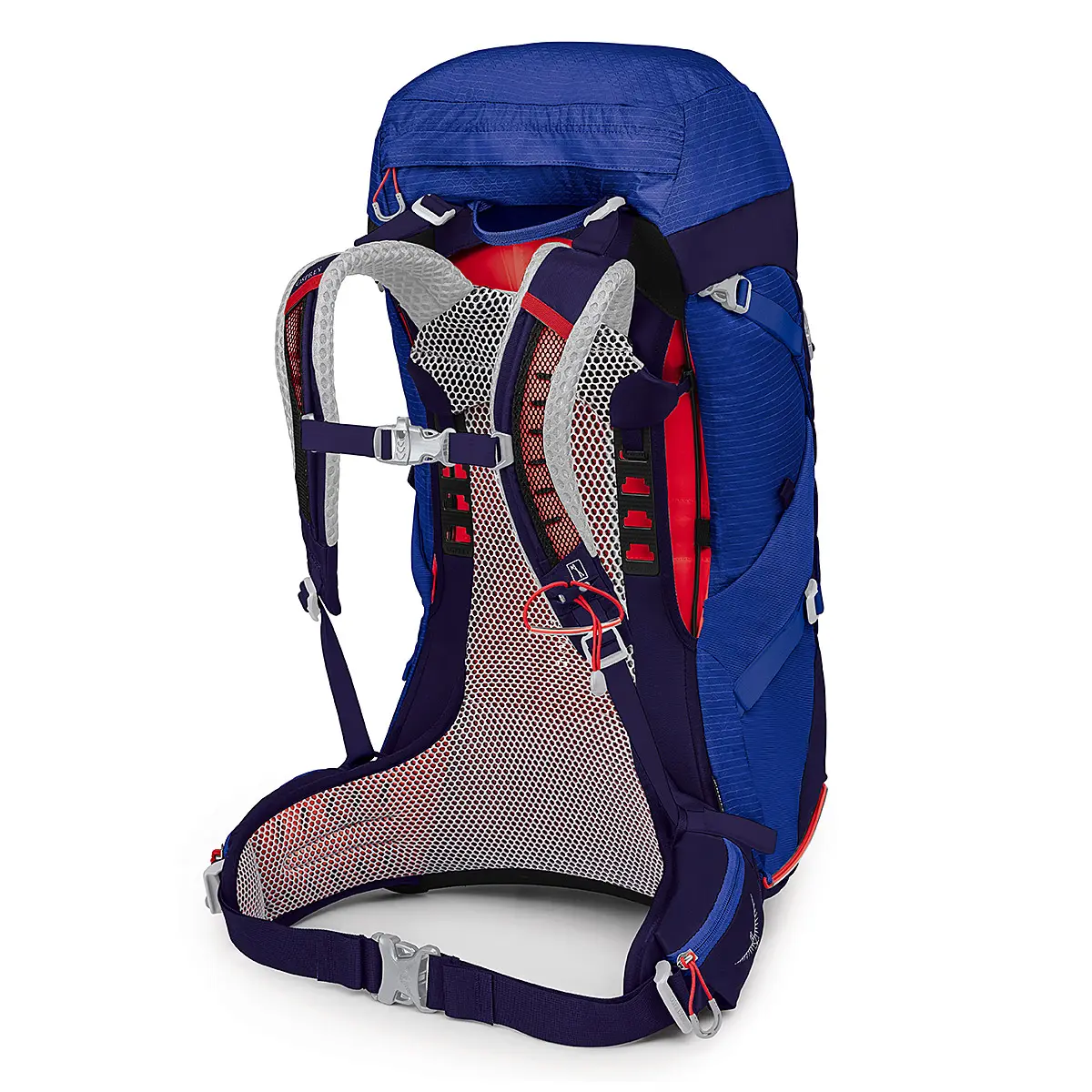 シラス36 ブルーベリー