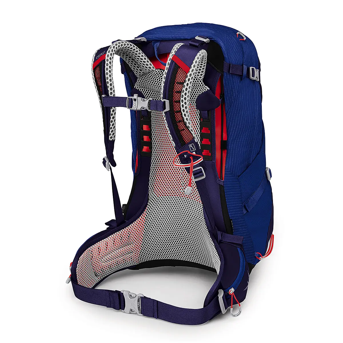 シラス34 ブルーベリー