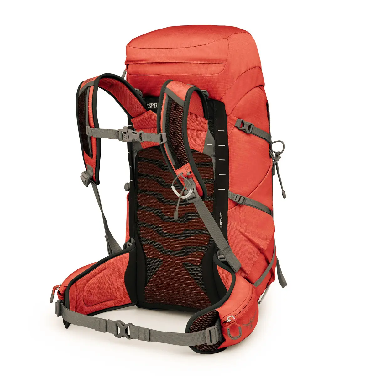 テンペスト33 レッドパンパス/コーラルグレー