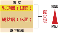 皮革断面イメージ図